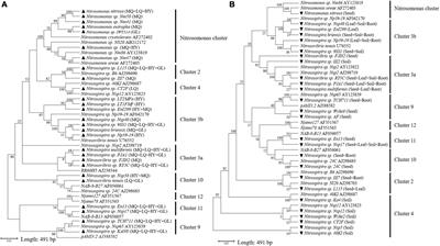 Seed endophytic ammonia oxidizing bacteria in Elymus nutans transmit to offspring plants and contribute to nitrification in the root zone